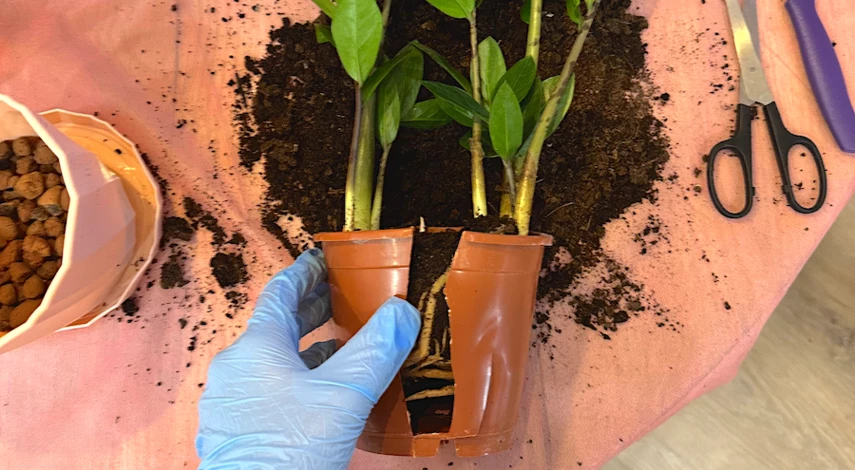 замиокулькас уход пересадка