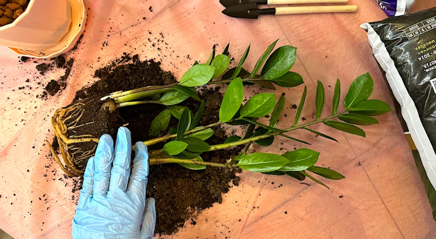 пересадка замиокулькаса в домашних условиях