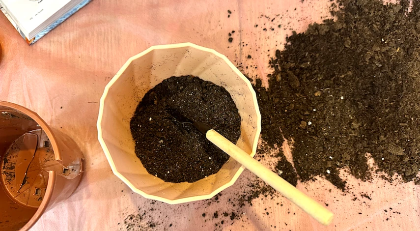 грунт для замиокулькаса