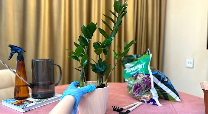 Как пересадить замиокулькас в домашних условиях