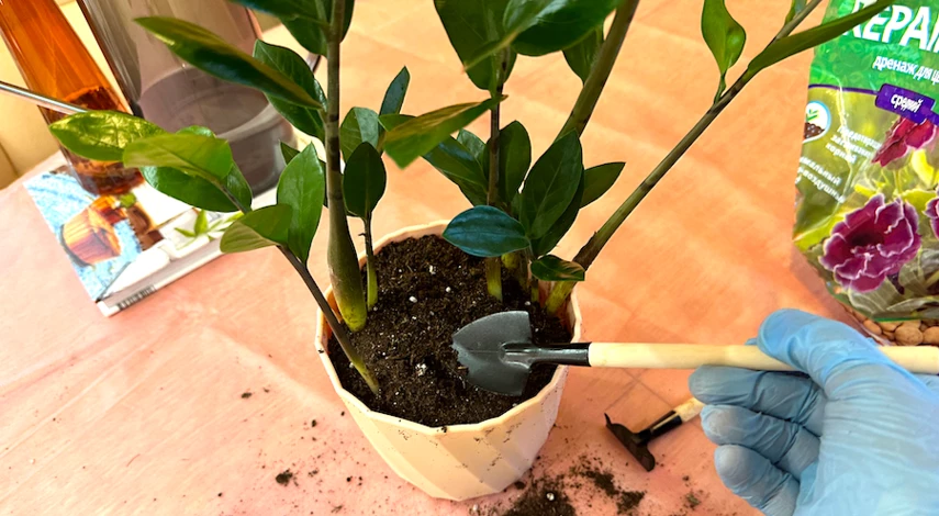 как правильно пересадить замиокулькас