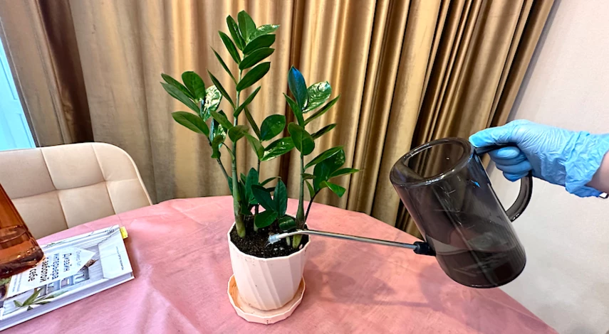 пересадить замиокулькас в домашних в другой горшок