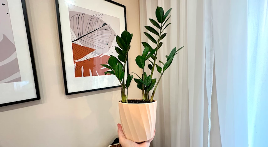 замиокулькас грунт для пересадки