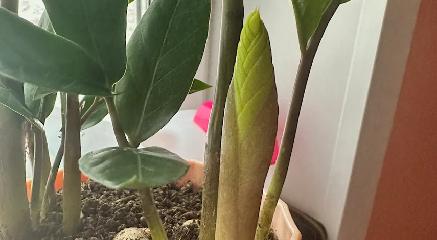 можно ли пересаживать замиокулькас