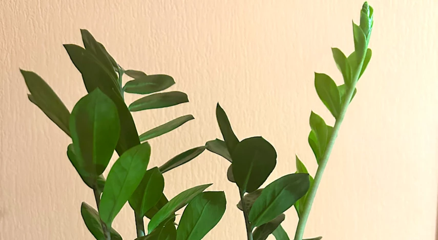 замиокулькас пересадка полив