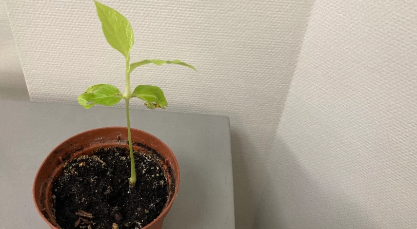 пересадка ростка хурмы в домашних условиях