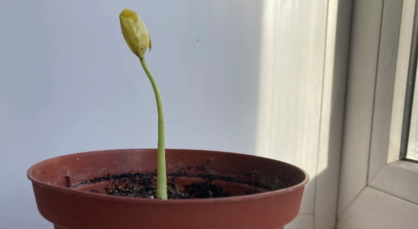 почва для посадки хурмы дома