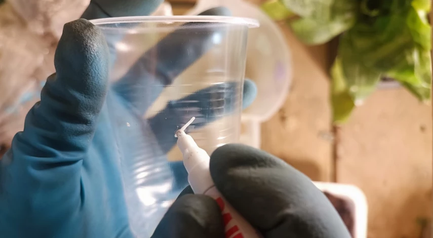 первая пикировка петунии