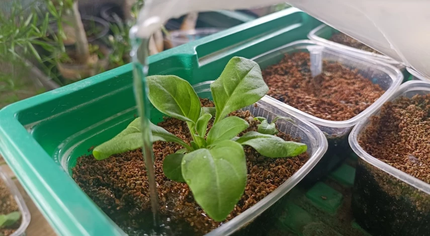 пикировка петунии на рассаду