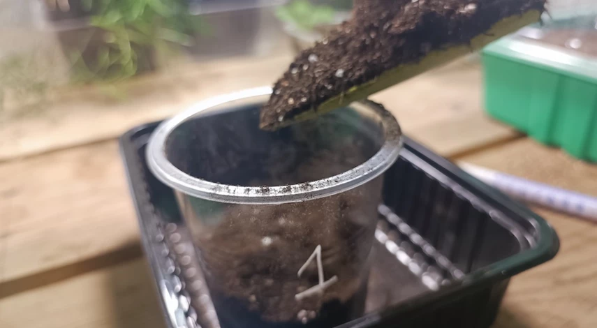 пикировка ампельной петунии