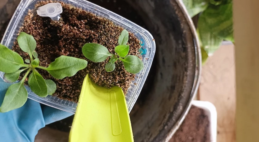 петуния пикировка в домашних условиях