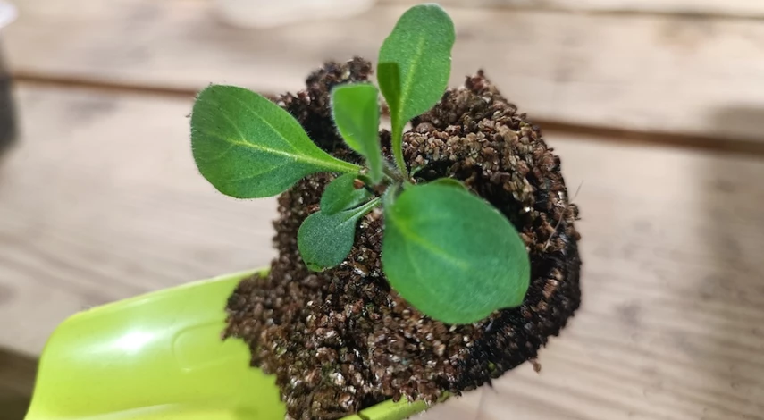 как пикировать петунию в домашних условиях