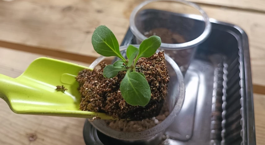 когда пикировать петунию после всходов фото пошагово