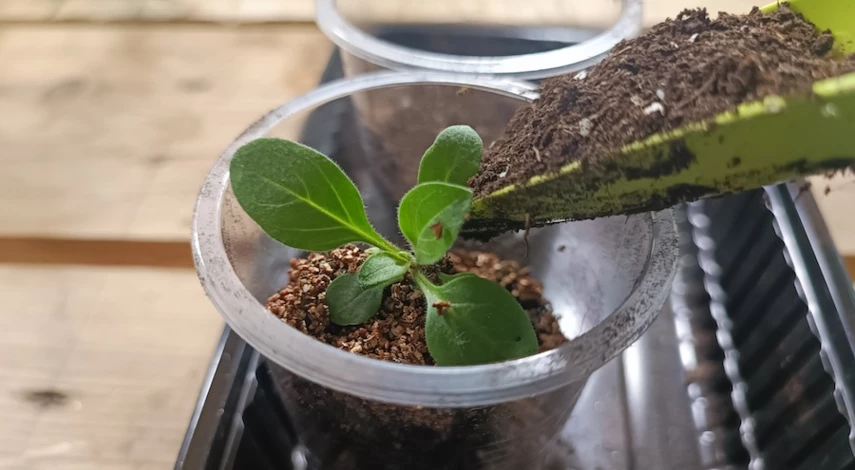 когда пикировать петунию после всходов