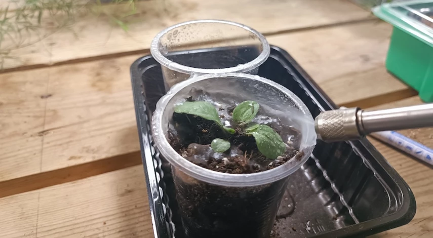 пикировка рассады петунии в домашних условиях