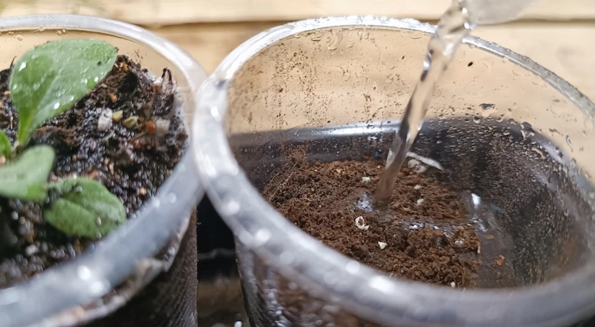 пикируем петунию в стаканчики