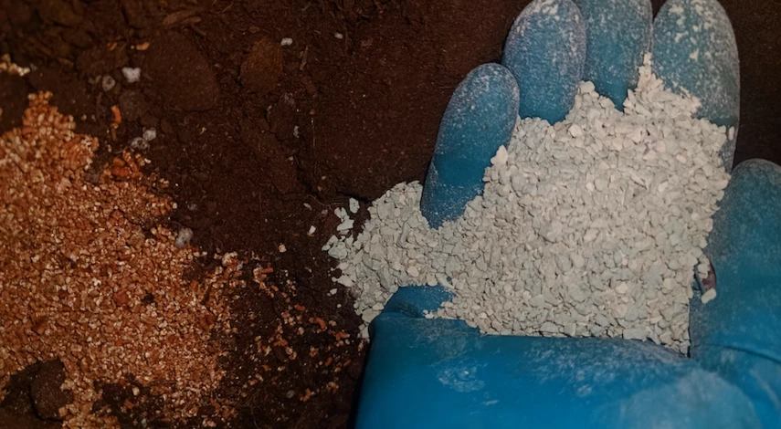 как пикировать петунию на рассаду