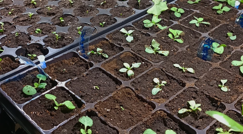 в какие емкости пикировать петунию