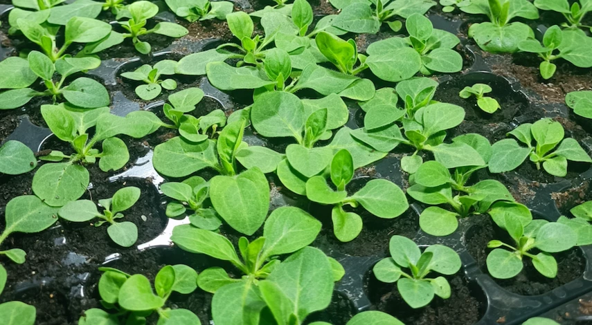 когда пикировать петунию