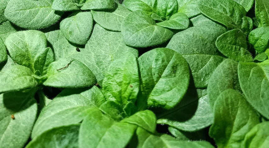 петуния после пикировки