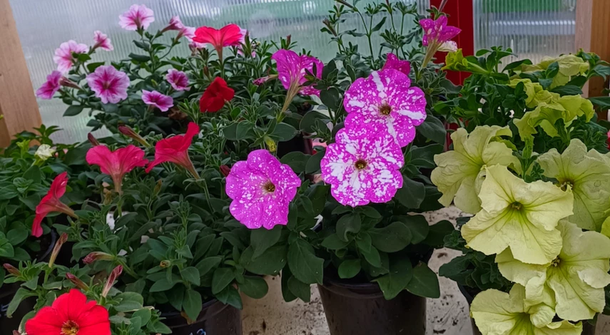 пикировка цветов петуний