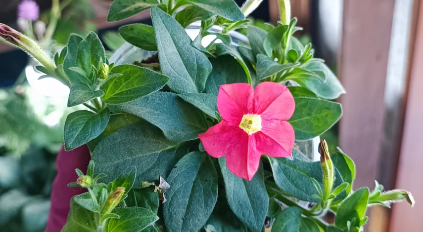 удобрения для петуний после пикировки