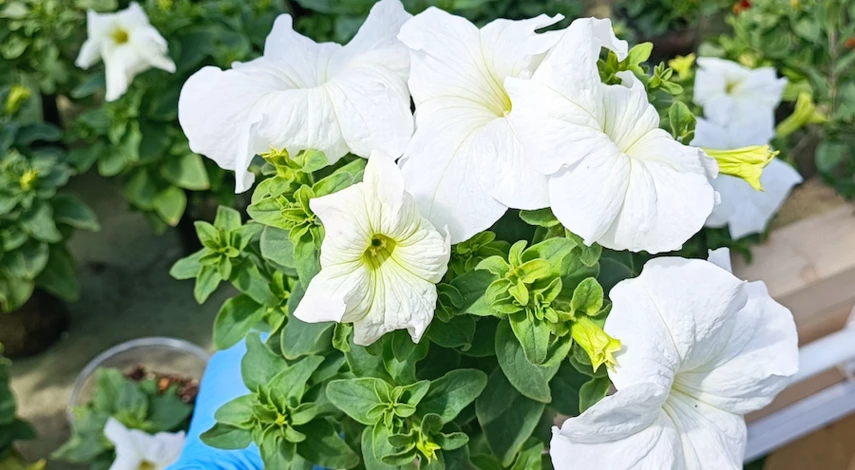 выращивание петунии без пикировки