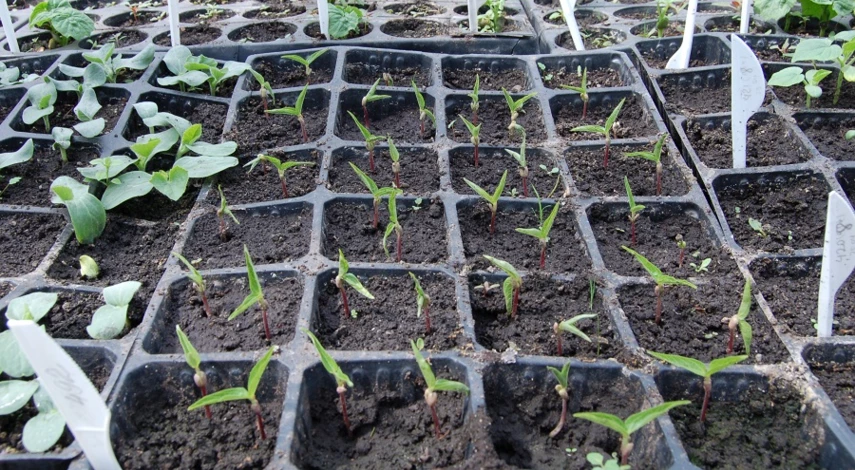 емкости для выращивания рассады