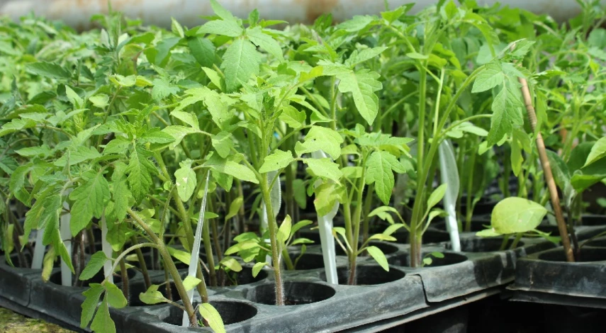 емкости для рассады томатов