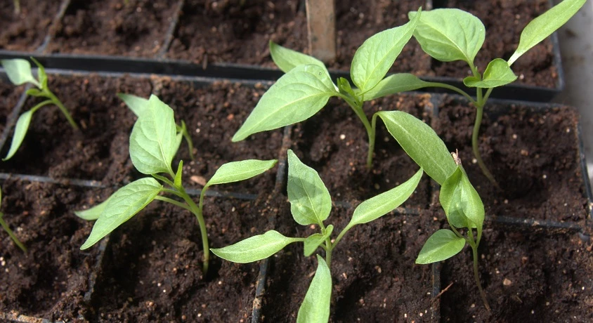 емкости для рассады перца