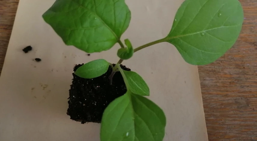 емкости для рассады баклажан