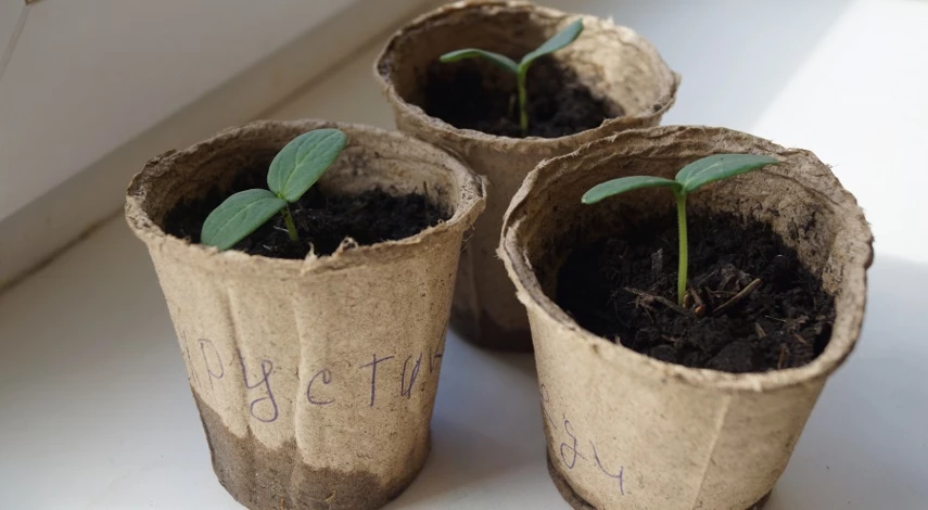 емкости для огурцов