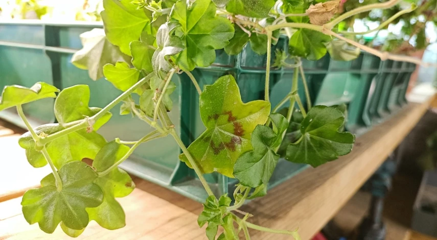 почему не цветет герань