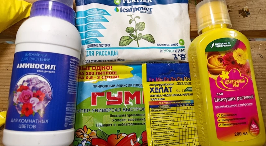 чем подкормить герань для цветения