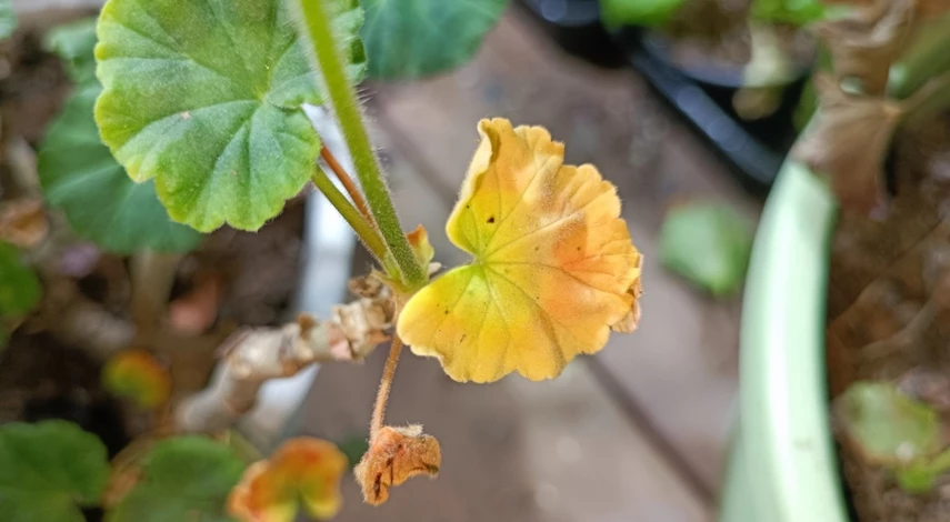 подкормка для герани в домашних