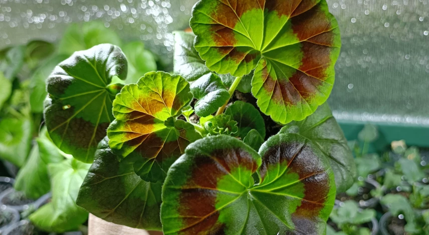 удобрение для герани