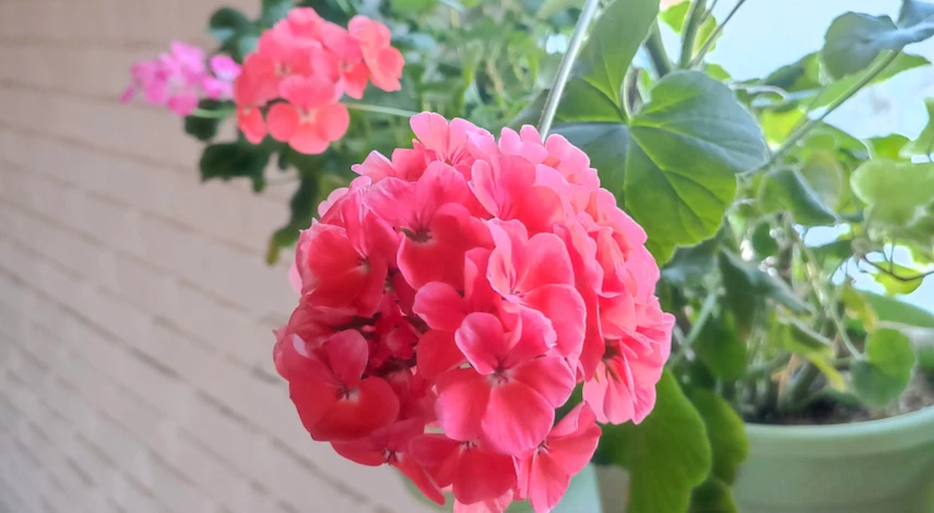 чем подкормить домашнюю герань