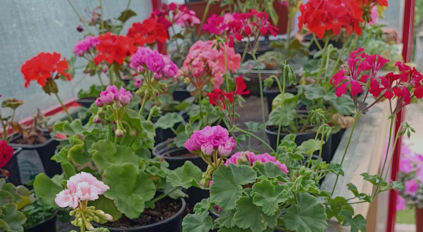 подкормка герани зимой