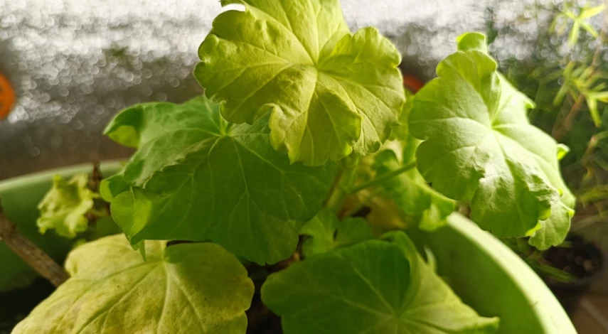 подкормка для герани в домашних условиях