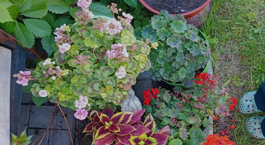 подкормка герани для цветения