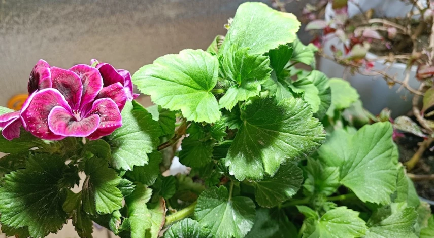 подкормка герани перекисью водорода