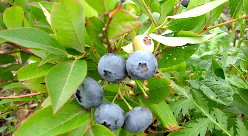 Почва для голубики