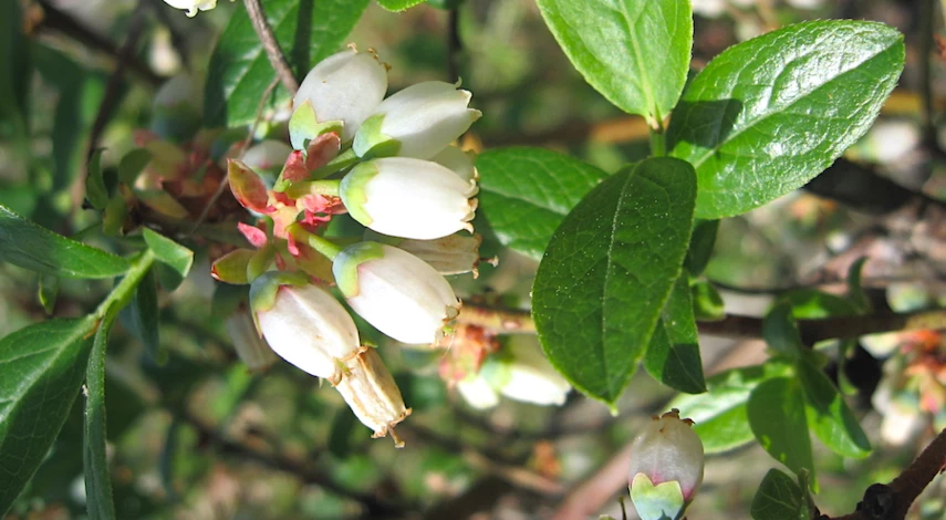 Голубика кислый торф