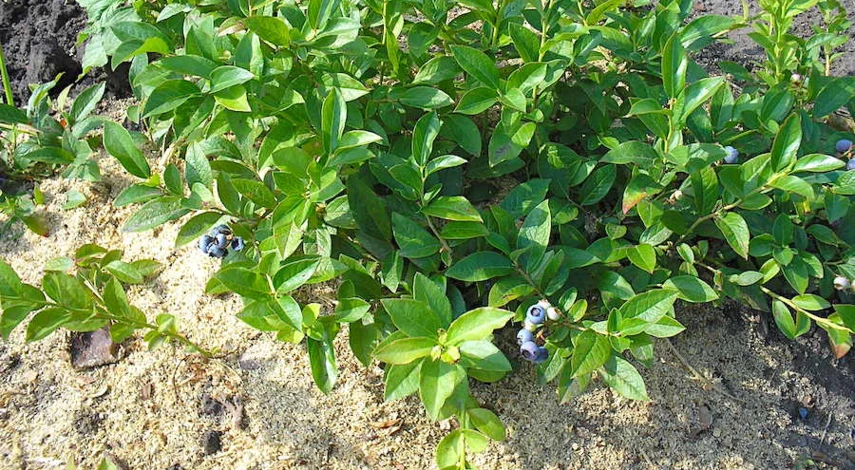 Голубика какую почву