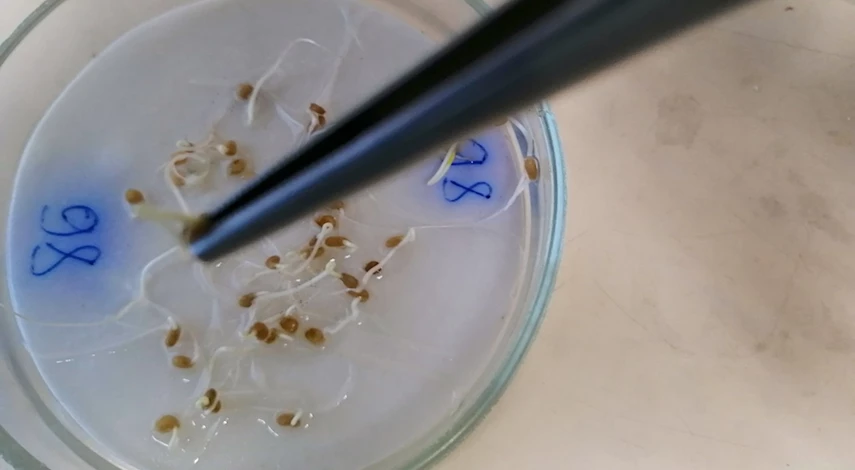 Сколько всходят перцы