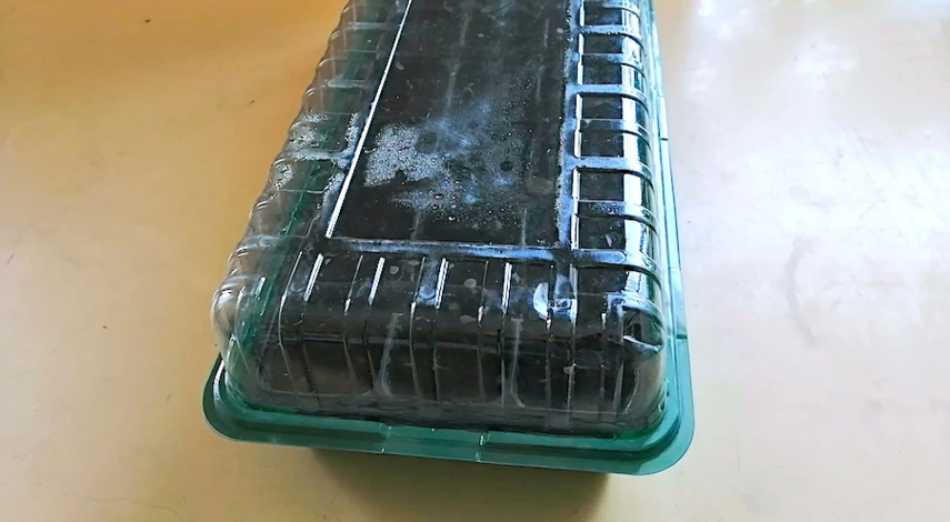 семена перцев всходят