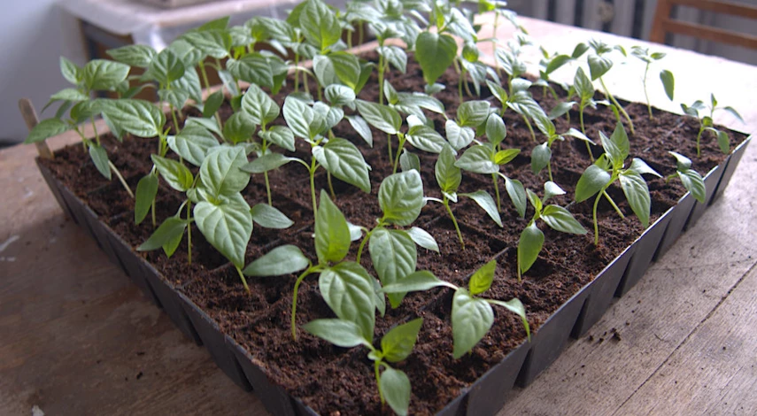 Перец после всходов