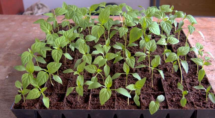 сколько дней всходит перец