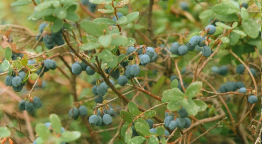 Размножение голубики