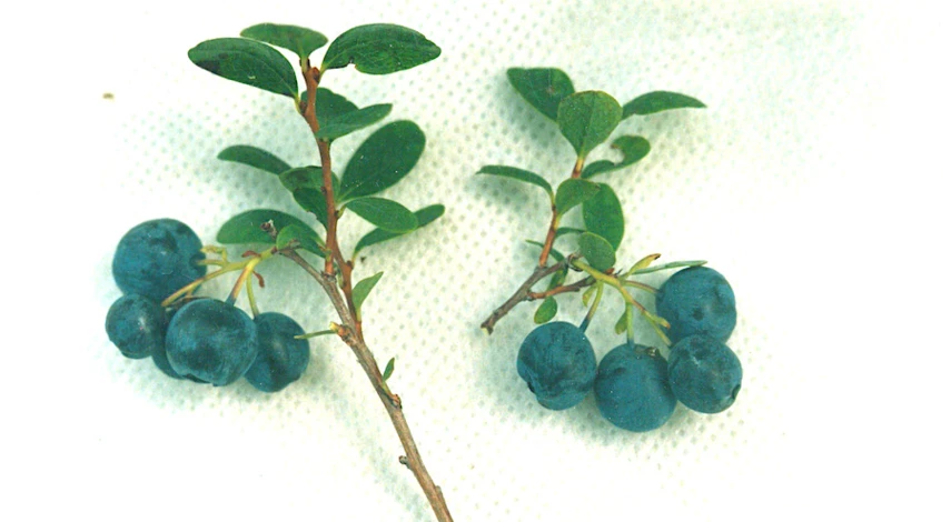 Как размножить голубику садовую